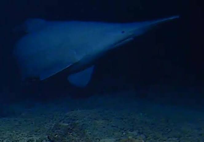 Rare Goblin Shark Spotted Alive in Its Natural Habitat for the First Time