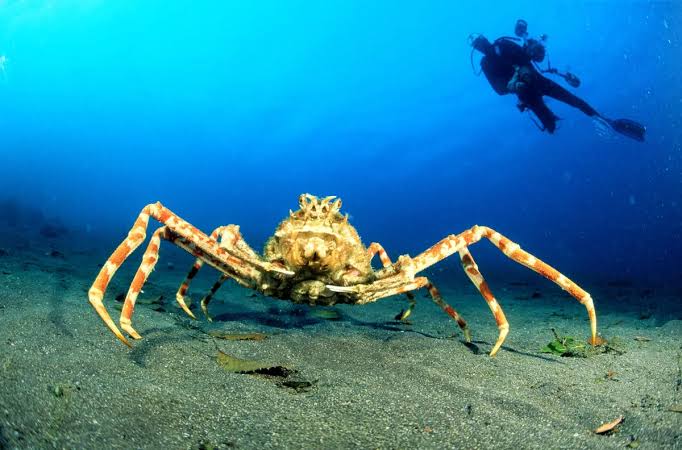 Toxic killers and 4m giants – meet the 9 weirdest crabs on the planet