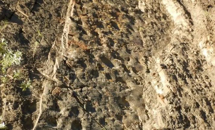 During A Hike, Scientists Discovered That A Cliff In Alaska Revealed Thousands Of Well-Preserved Dinosaur Tracks At Sunset