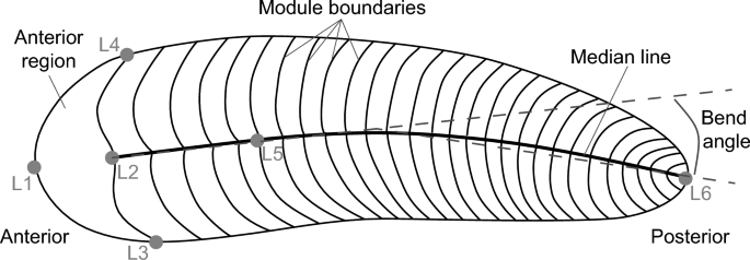 Earliest evidence of behavioural handedness in the Ediacaran motile bilaterian Spriggina floundersi | Scientific Reports