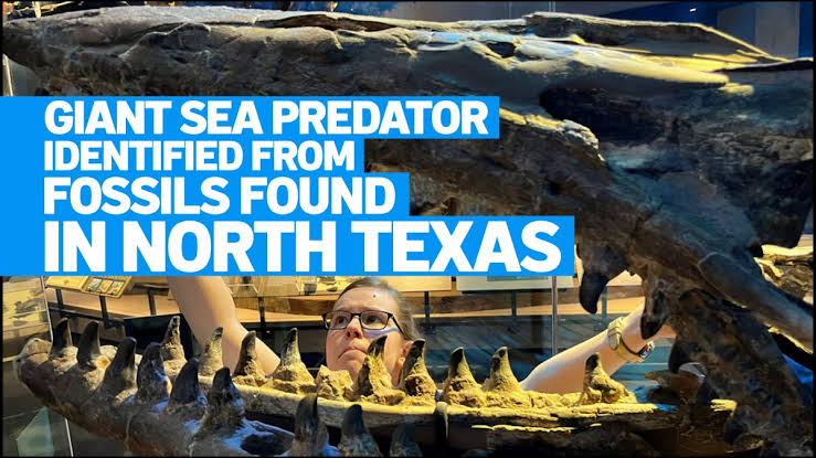 North Texas fossils reveal giant predator dubbed ‘T. rex of the sea'