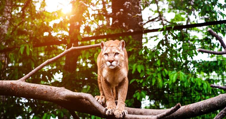 When mountain lions began appearing more often on trail cameras at a small California nature preserve, coyotes and deer shifted away from nighttime activity, and the woody plants those deer used to eat increased sixty four fold