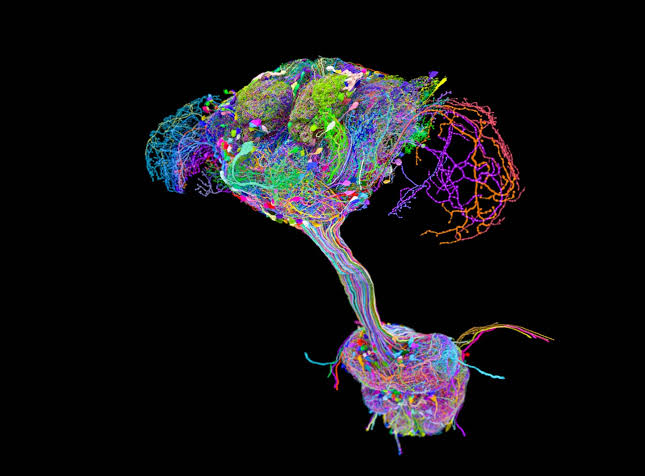 Scientists Mapped Every Neuron in a Fruit Fly and the Brain Wasn’t Running the Show