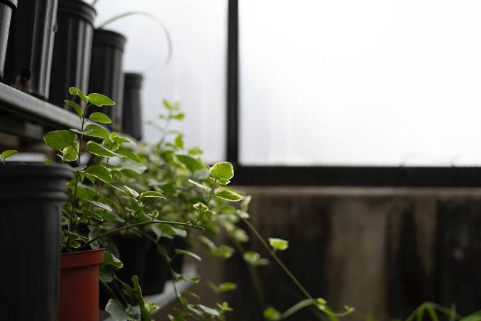 Musk's original 2001 Mars plan was almost childishly simple: land a small greenhouse on the red planet to reignite public excitement for space, the seed idea that grew into SpaceX