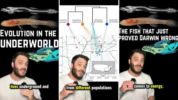 Blind cave fish beneath 3 Southern states may have upended Darwin's view of evolution underground
