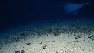 For The First Time, A Goblin Shark Has Been Filmed In Its Natural Habitat – And The Footage Is Spooky As Hell