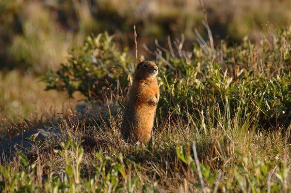 Squirrel droppings yield a goldmine of prehistoric DNA