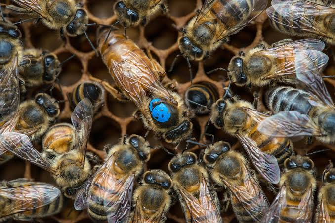 Bee brains reveal how colonies divide work without central planning