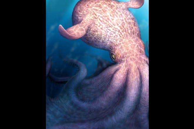 19-meter-long giant octopuses likely kings of Cretaceous seas