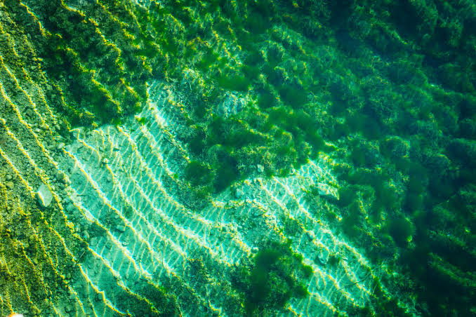 Two origins of life: Free-living cells may have emerged twice as bacteria and archaea diverged