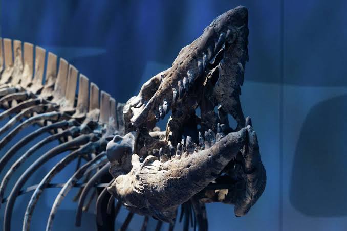 ‘T. rex of the sea’: D-FW researchers identify new ancient marine species