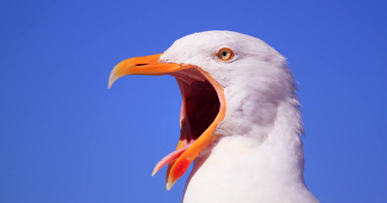 Birds are not descended from dinosaurs — they are dinosaurs, a living branch of the theropod family that survived the asteroid and now fills the world with more than 10,000 species