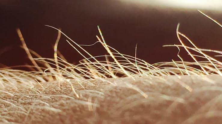 Itching May Have Its Own Sensory Organ