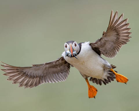 Week in wildlife: a froggy lunch, a surf-loving penguin and an ambitious treehopper