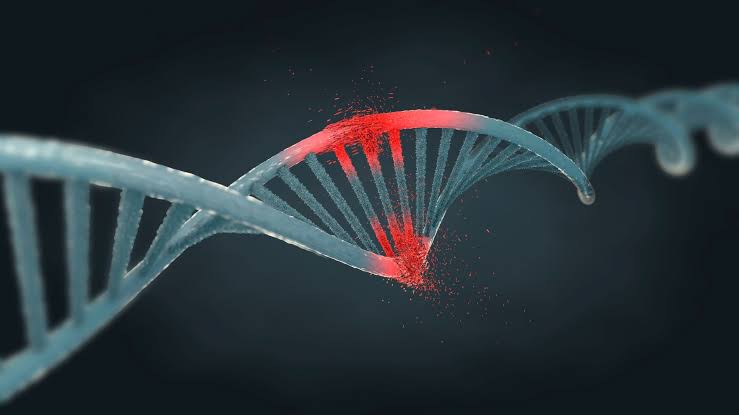 Changing 'just one DNA letter' in female mice triggers growth of male genitalia