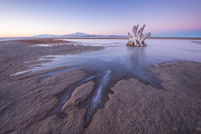 Scientists Discover Mysterious Creature Living in the Great Salt Lake – and It Exists Nowhere Else on Earth