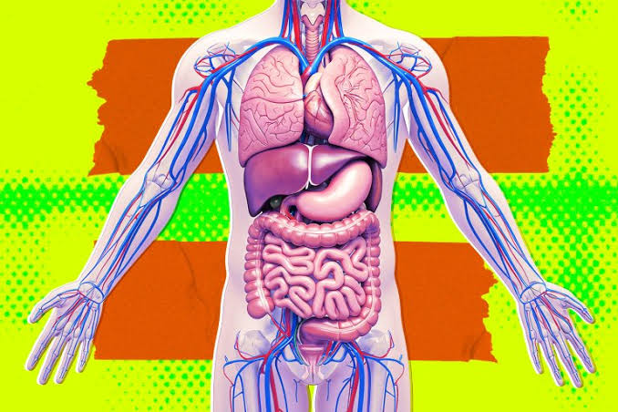 Secretive Silicon Valley Startup Tries to Quash Interview, Says It’s Definitely Not Working on Growing Brain-Free "Organ Sacks"