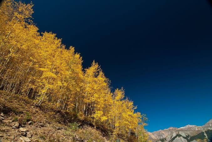 For as much as 14,000 years, the aspen clone called Pando has spread across 106 Utah acres as roughly 47,000 trunks, 13 million pounds of wood and roots, and one male organism still trying to replace itself through shoots the deer keep eating