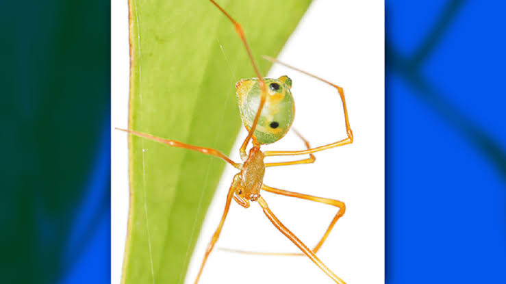 New spider species ‘catapults’ ants into its web at bullet speed