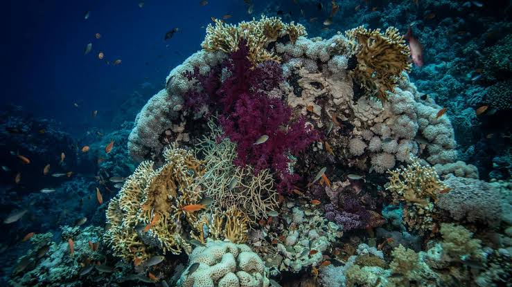 Scientists find active coral communities in reef system presumed dead decades ago
