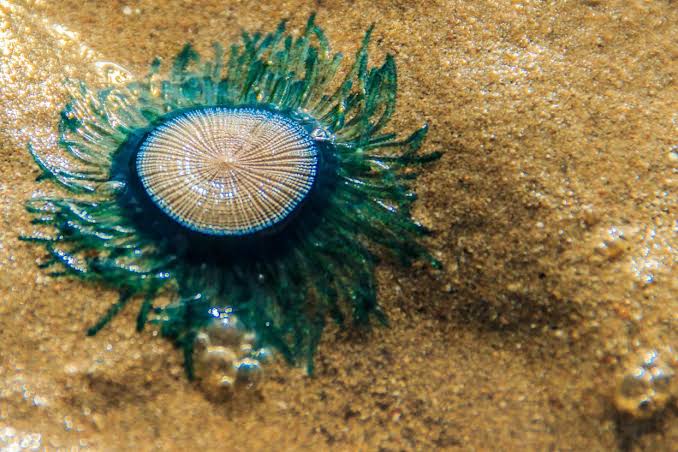 Researchers discover mysterious blue creatures may survive for years drifting across ocean surface