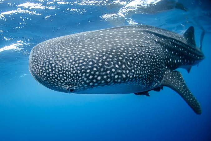 Cameras attached to whale sharks capture krill chases never witnessed before