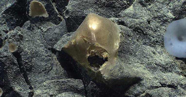 Mysterious "golden orb" found in ocean depths off Alaska in 2023 is finally identified