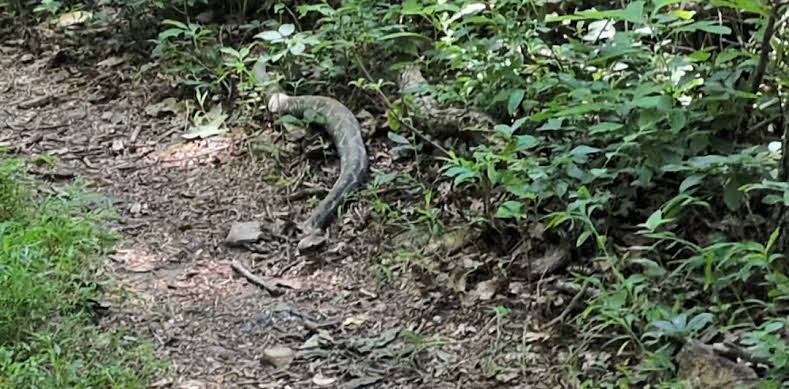 I Almost Step on a Rattlesnake (Day 92)