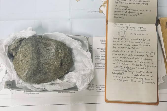 A Fossil From Antarctica Sat in a Drawer for 40 Years. It Turned Out to Be the First Dinosaur Bone Ever Found on the Continent