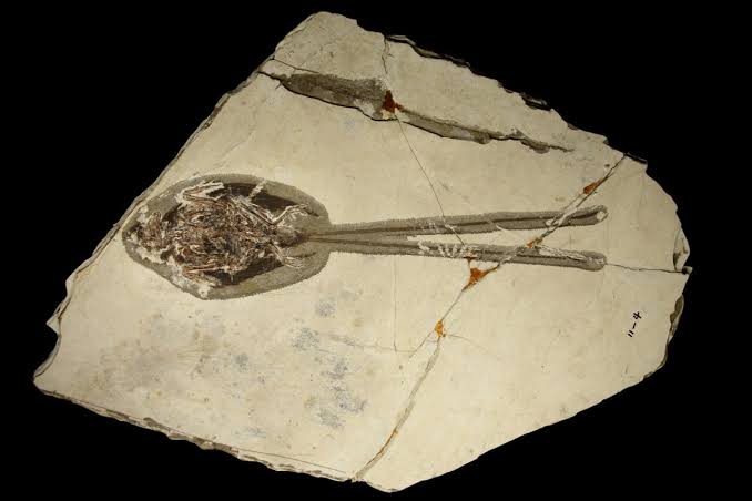 Paleontologists Just Found the Peacock of the Dinosaur Era