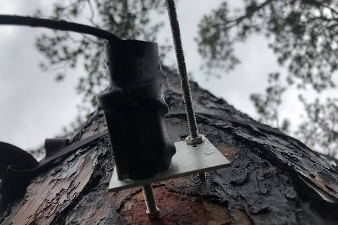 Trees May Not Slow Climate Change as Much as Scientists Thought