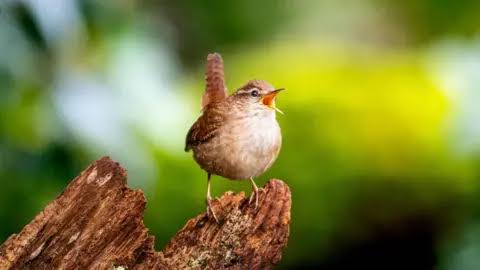 Secrets of birdsongs' 'spectacular diversity' revealed
