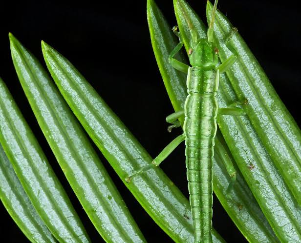 One million years without sex fails to erase stick insects' unused biological system