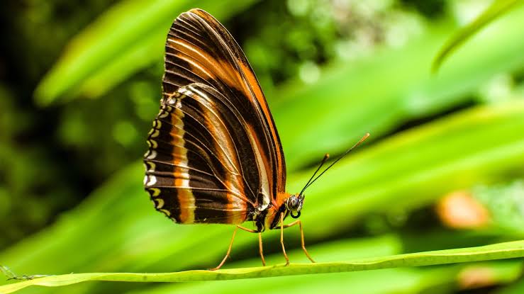 Scientists Just Discovered Why a Species of Butterfly Is One of the Longest-Living Creatures on Earth