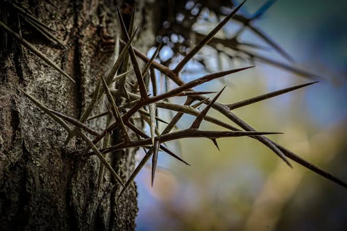 "These lethal 20cm thorns cause severe puncture wounds & painful infections." The tree that's still armed against monsters last seen 12,000 years ago