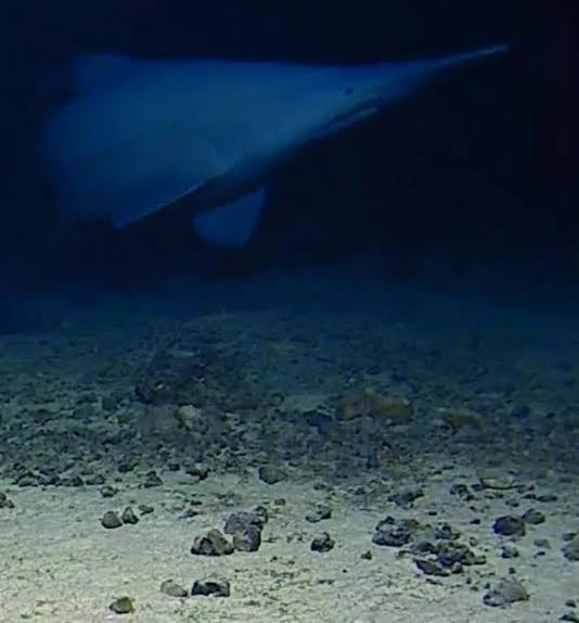 Goblin shark seen alive in natural deep-sea habitat for the first time