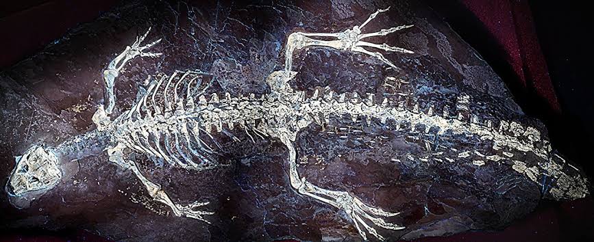 Skin and color pattern of 125-million-year-old crocodile revealed by extraordinary fossil from the Pyrenees