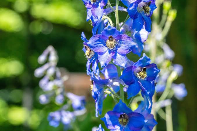 Deadly blooms offer a genetic blueprint for making hard-to-synthesize medicinal compounds