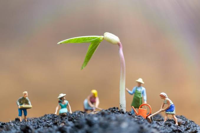 New magic mushroom makes users see tiny ‘gnome’ people — scientists have no idea how it’s doing that