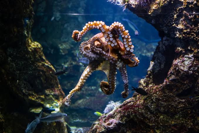 Fossil jaws hidden inside Cretaceous rocks have revealed that 100 million years ago, some octopuses grew into giant predators — possibly longer than a bus and more fearsome than any octopus alive today.