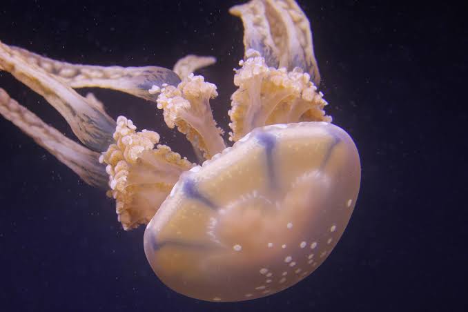 New species of deadly box jellyfish discovered in Singapore waters
