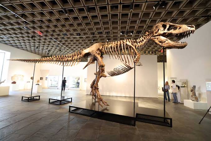 Want to own a real T. rex? It could cost you $30 million