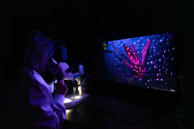 From neon mosquitoes to winged migrations, top images captured by scientists