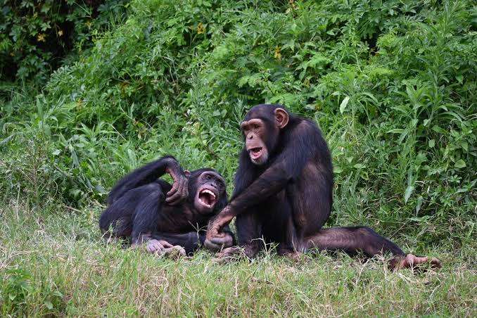 Scientists studied the laughter of apes – and discovered something incredibly human-like