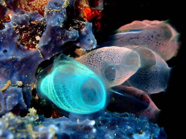 Electrical pulses reverse aging in sea squirts, offering clues for extending human longevity