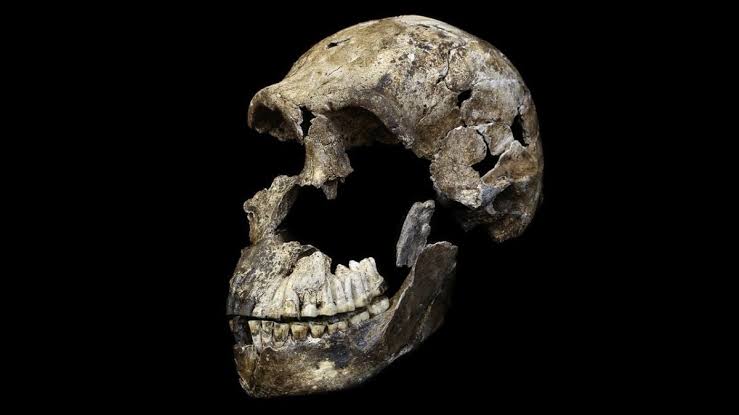World's Only Known Homo Naledi Burial Site May Be Entirely Female