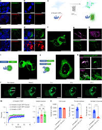 β-Arrestin condensates regulate G-protein-coupled receptor function