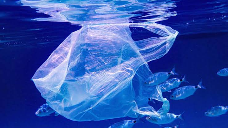 Microplastics have reached one of Earth’s most isolated ecosystems: Indian Ocean animals carried up to 14