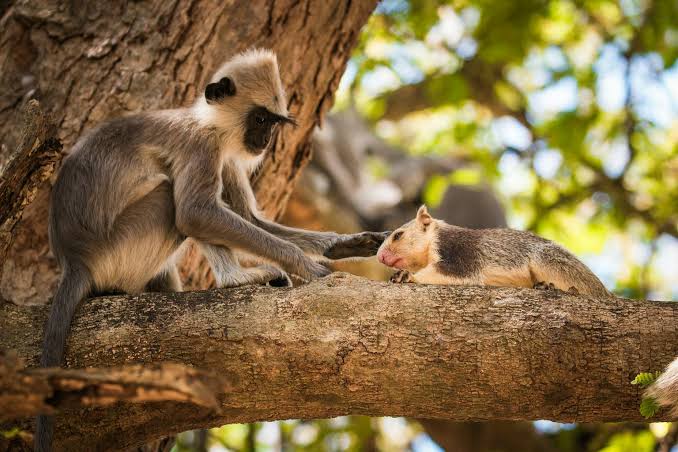 Monkeys keep pets too – animal specialist on the world of interspecies friendship