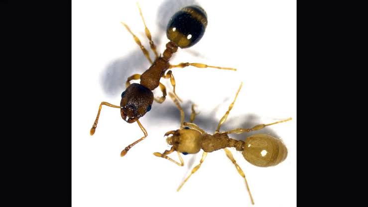 A tapeworm infects worker ants and makes them live several times longer by turning their bodies more like